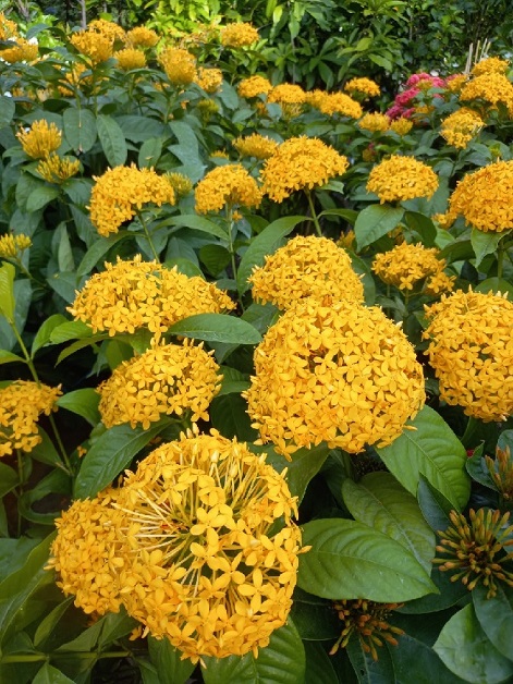 hoa mẫu đơn vàng (hoa trang vàng) hoa mẫu đơn vàng (hoa trang vàng)