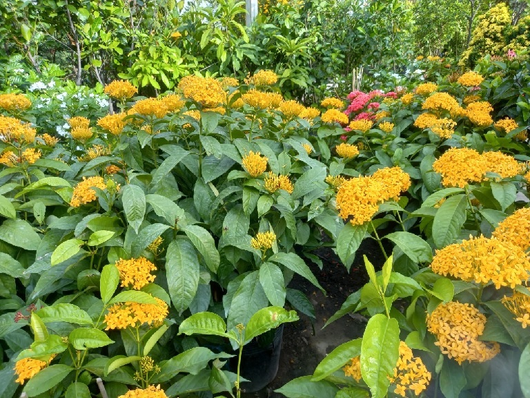 hoa mẫu đơn vàng (hoa trang vàng) hoa mẫu đơn vàng (hoa trang vàng)