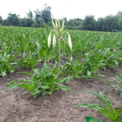 hoa trinh nữ hoàng cung