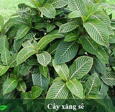 cây xăng xê , cây khôi đốm, cây ngựa vằn, cây khôi trắng