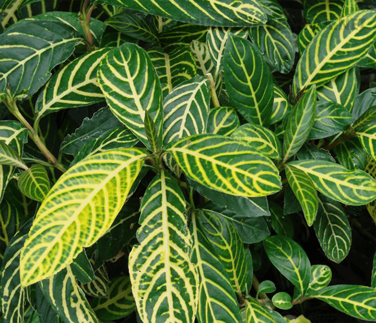 cây xăng xê , cây khôi đốm, cây ngựa vằn, cây khôi trắng cây xăng xê , cây khôi đốm, cây ngựa vằn, cây khôi trắng