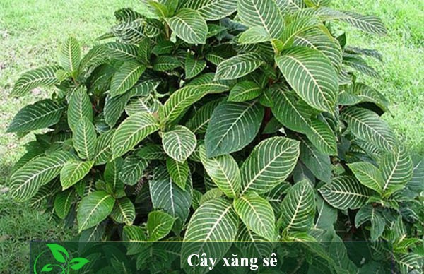 cây xăng xê , cây khôi đốm, cây ngựa vằn, cây khôi trắng cây xăng xê , cây khôi đốm, cây ngựa vằn, cây khôi trắng