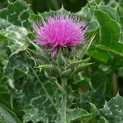 Hạt Giống Cây Kế Sữa Gan - Milk Thistle (Silybum marianum)