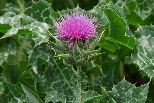 Hạt Giống Cây Kế Sữa Gan - Milk Thistle (Silybum marianum) Hạt Giống Cây Kế Sữa Gan - Milk Thistle (Silybum marianum)