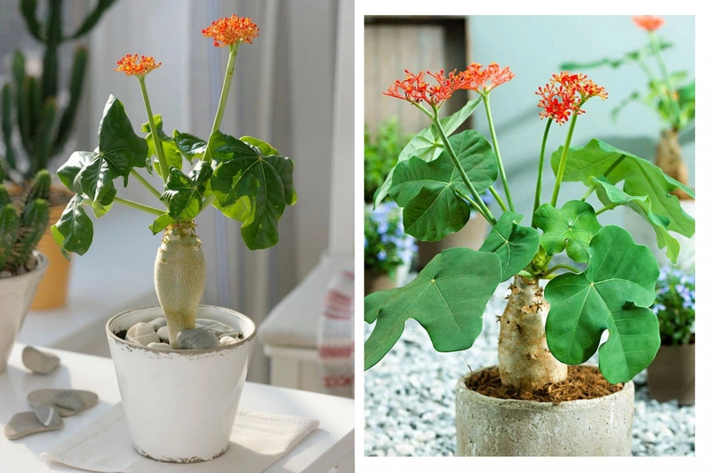 Cây ngô đồng Cây ngô đồng