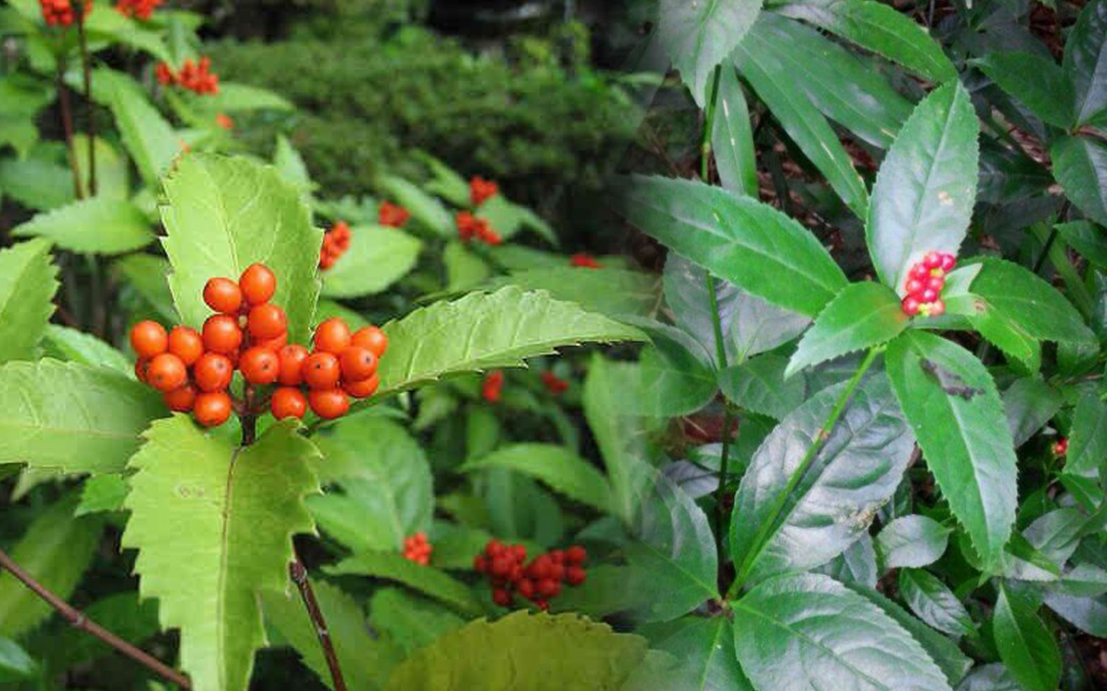 Sói rừng: Vị thuốc trị đau nhức, tiêu viêm, phù nề