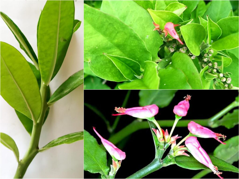 Cây Thạch Anh (cây Công Đức) hỗ trợ điều trị bệnh ung thư vòm họng, bướu cổ, ung thư lưỡi, sâu răng