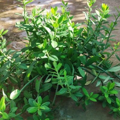 Cây Thạch Anh (cây Công Đức) hỗ trợ điều trị bệnh ung thư vòm họng, bướu cổ, ung thư lưỡi, sâu răng