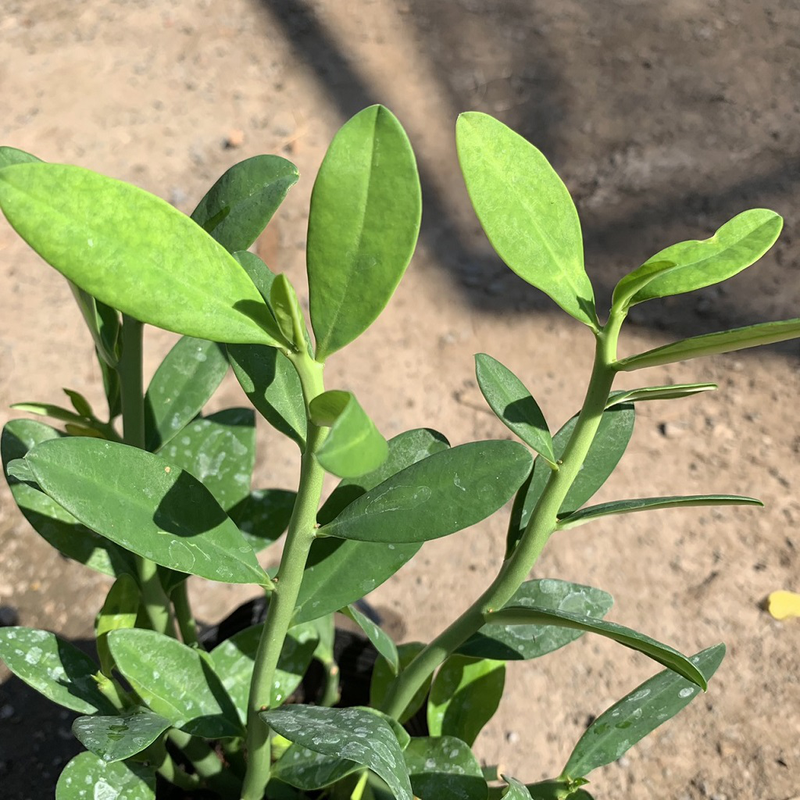 Cây Thạch Anh (cây Công Đức) hỗ trợ điều trị bệnh ung thư vòm họng, bướu cổ, ung thư lưỡi, sâu răng