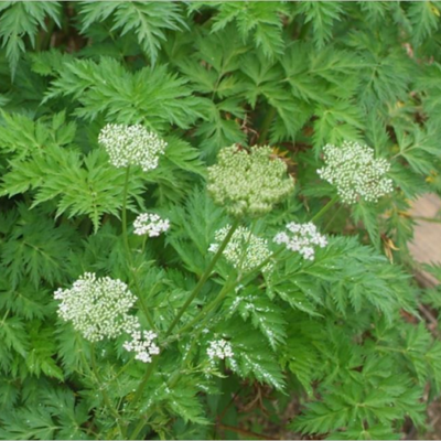 Cây GIỐNG Xuyên Khung Nam