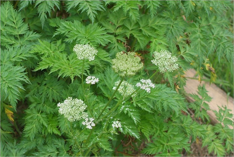 Cây GIỐNG Xuyên Khung Nam