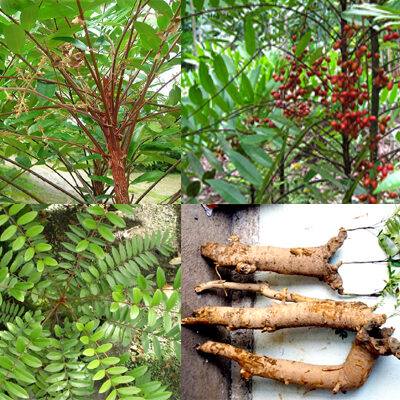 Cây giống mật nhân (bách bệnh)