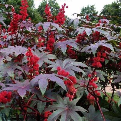 cây thầu dầu tía