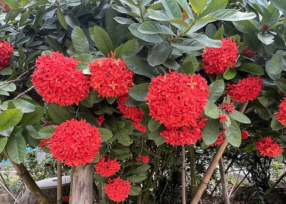 hoa mẫu đơn đỏ hồng (hoa trang đỏ) hoa mẫu đơn đỏ hồng (hoa trang đỏ)