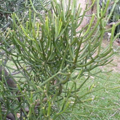 Cây giao (cây xương cá)