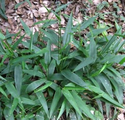 Cây giống cỏ lá tre, đạm trúc diệp