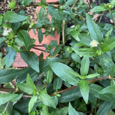 Hạt Giống Cỏ Mực Nhọ Nồi - Trị Nhiều Bệnh (Eclipta prostrata L.)