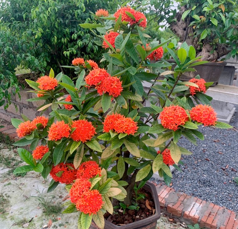 hoa mẫu đơn đỏ hồng (hoa trang đỏ) hoa mẫu đơn đỏ hồng (hoa trang đỏ)