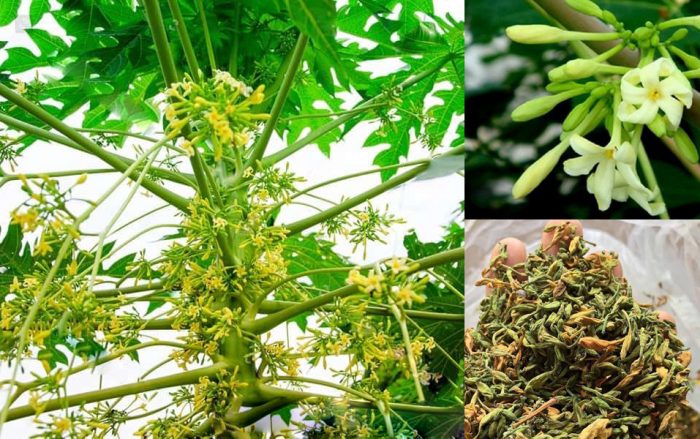 hạt giống cây đu đủ đực (gói 10 hạt) hạt giống cây đu đủ đực (gói 10 hạt)