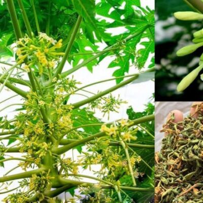 cây giống đu đủ đực