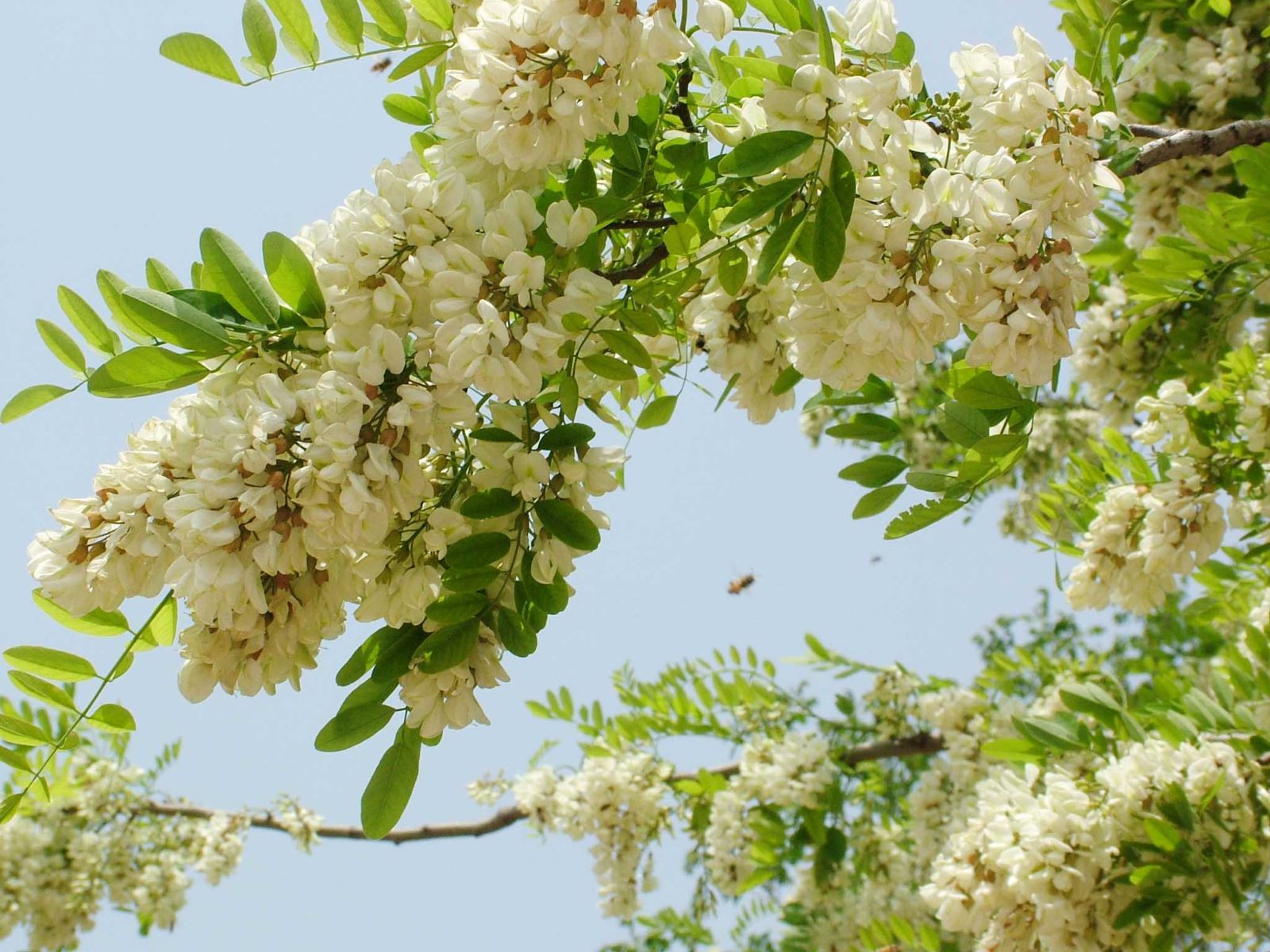 cây giống hoa hòe, hòe hoa cây giống hoa hòe, hòe hoa