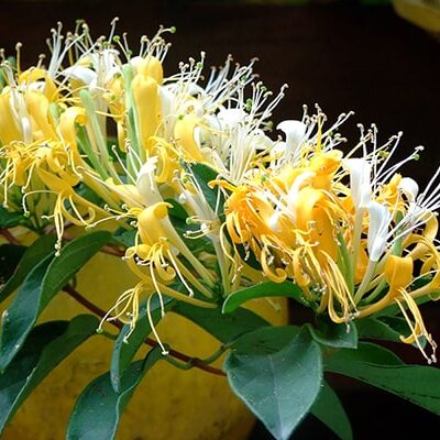 Cây giống kim ngân hoa