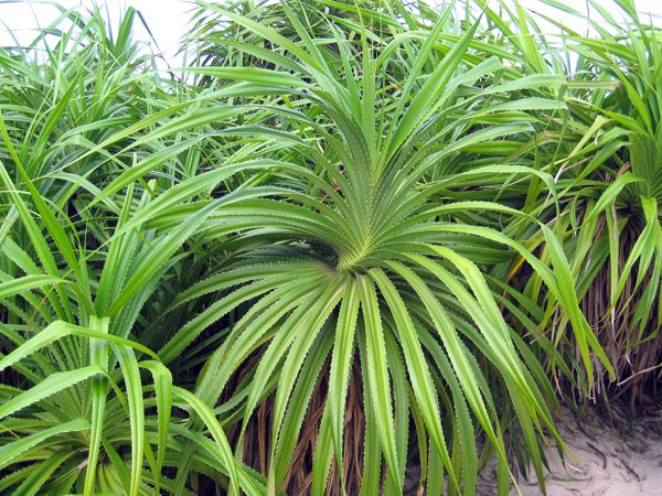 Cây dứa dại Cây dứa dại