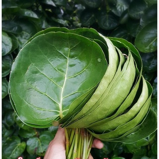 Cây Đinh Lăng Chén (Cây Đinh Lăng Lá Tròn Thái Lan) Cây Đinh Lăng Chén (Cây Đinh Lăng Lá Tròn Thái Lan)