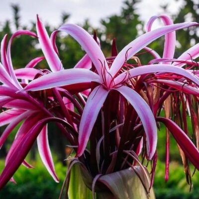 hoa náng đỏ (Cây Đại Tướng Quân Hoa Đỏ)