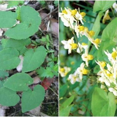 CÂY GIỐNG DÂM DƯƠNG HOẮC