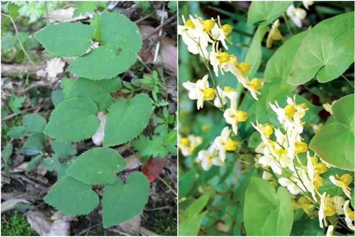 CÂY GIỐNG DÂM DƯƠNG HOẮC CÂY GIỐNG DÂM DƯƠNG HOẮC