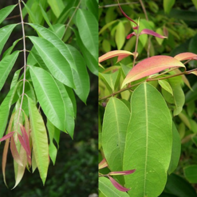 Cây Giống CÂY ĐỎ NGỌN