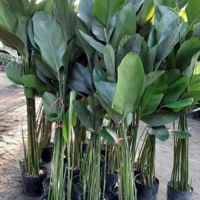 cây giống cây dong ta, cây lá dong  nếp gói bánh chưng