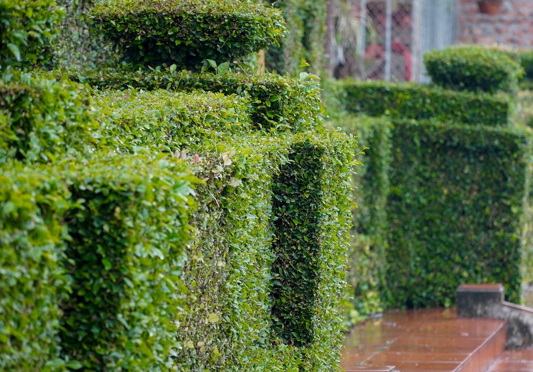 cây ô zô cây ô zô