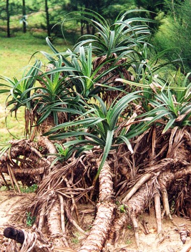 Cây dứa dại Cây dứa dại