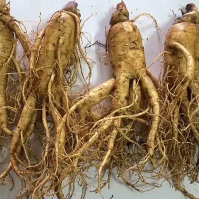 Sâm đương quy TƯƠI - 1KG