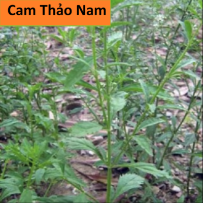 Cây Cam thảo nam: Giảm đường huyết hiệu quả