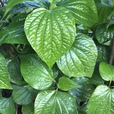 Cây giống lá lốt (sống 100%) -bó 10 cây