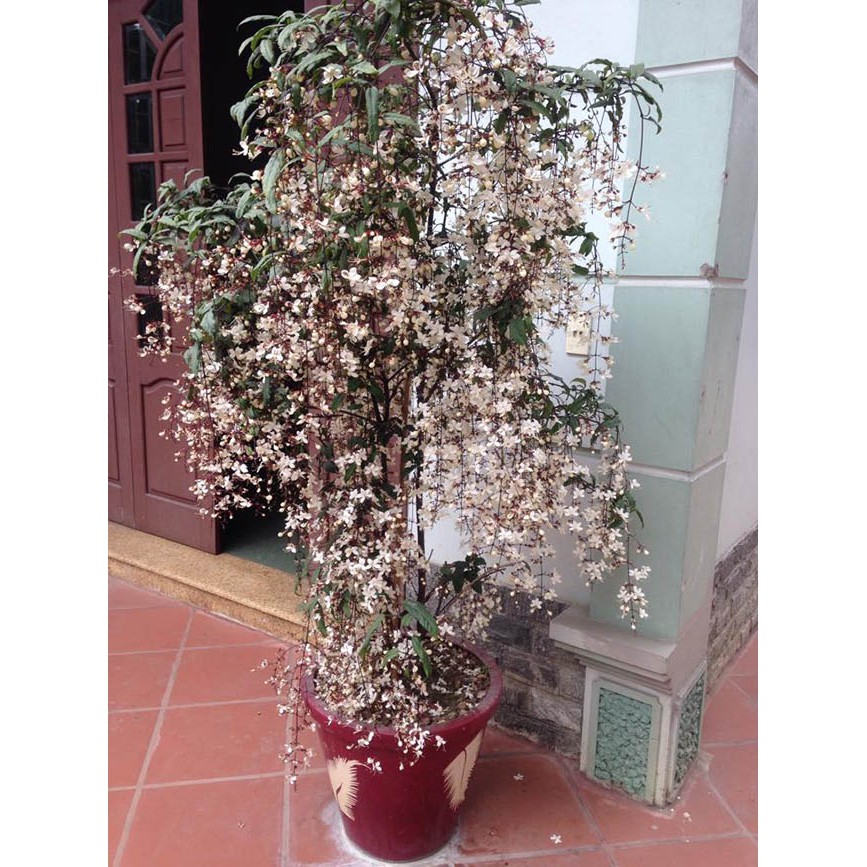 Chậu Cây hoa dạ ngọc minh châu Chậu Cây hoa dạ ngọc minh châu