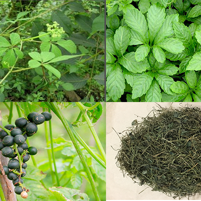 Cây giống giảo cổ lam