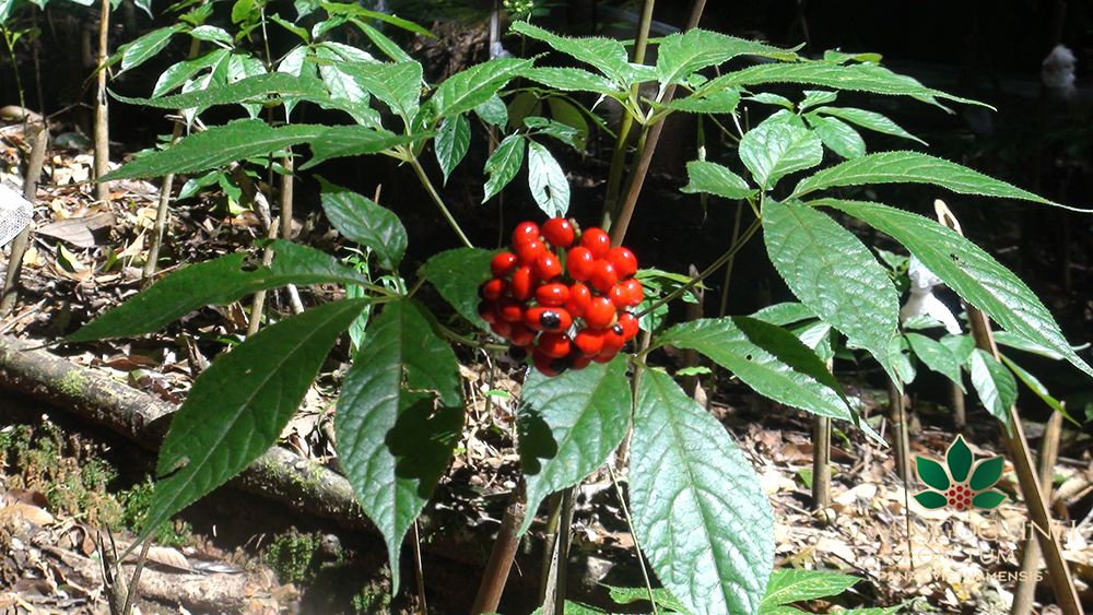 CÂY GIỐNG SÂM NGỌC LINH CÂY GIỐNG SÂM NGỌC LINH