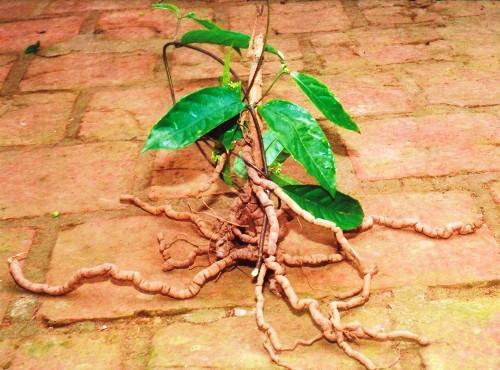 Cây giống ba kích tím Cây giống ba kích tím