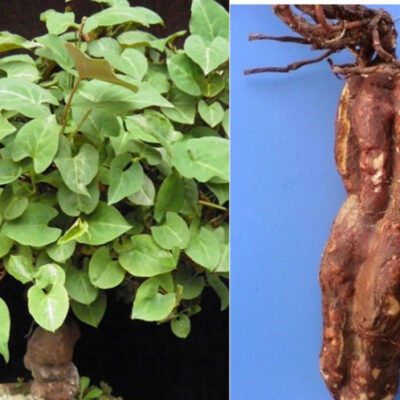 cây hà thủ ô đỏ chuẩn giống