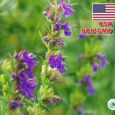 Hạt Giống Bài Hương - Hyssop (Hyssopus officinalis)