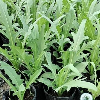 Hạt Giống Bồ Công Anh Việt Nam Lá Chẻ