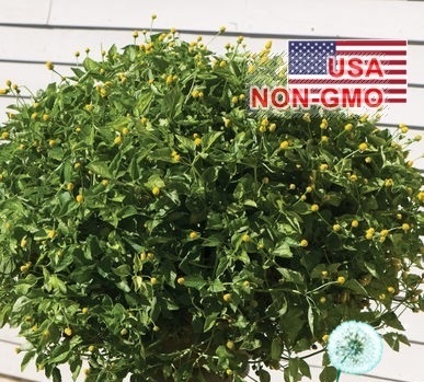 Hạt Giống Cây Đau Răng (Spilanthes oleracea)