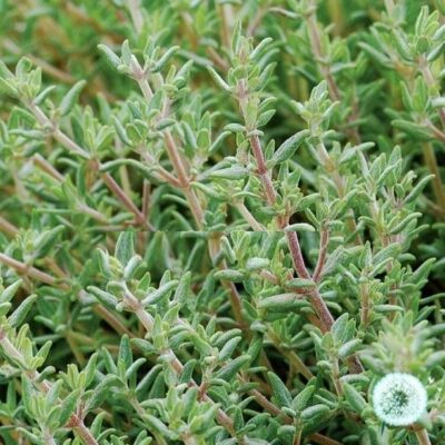 Hạt Giống Cỏ Xạ Hương Orange