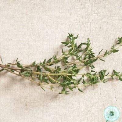 Hạt Giống Cỏ Xạ Hương Thyme Summer