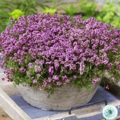 Hạt Giống Cỏ Xạ Hương Trang Trí Creeping Thyme