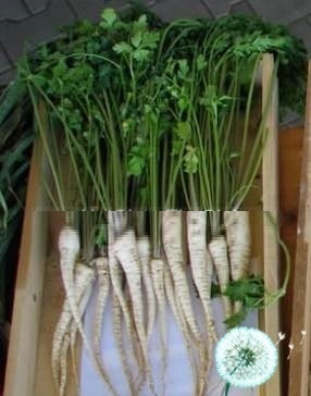 Hạt Giống Củ Ngò Tây Parsley
